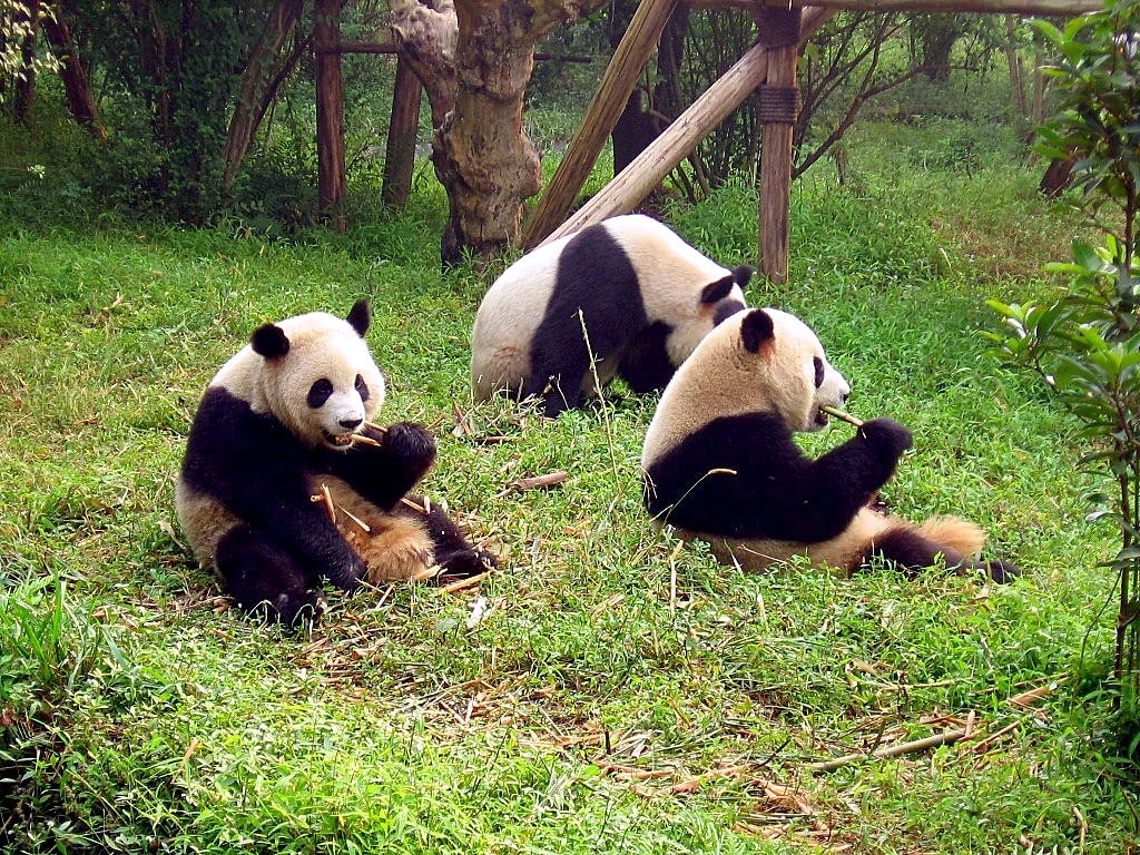 Sanctuaires des pandas géants du Sichuan, Chine