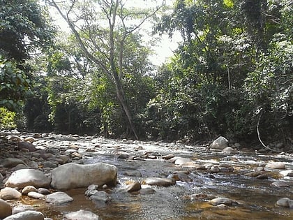 cordillera oriental montane forests parque nacional natural el cocuy