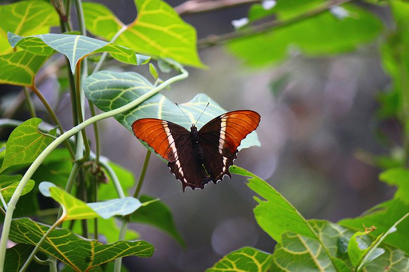 Jardín botánico de Medellín