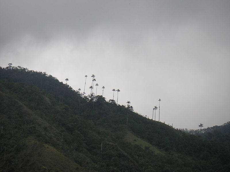 Magdalena Valley montane forests