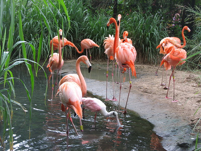 Parc zoologique de Barranquilla