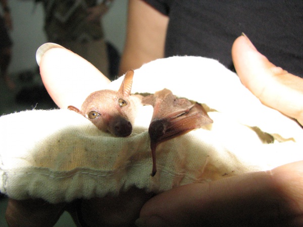 Long-tongued nectar bat