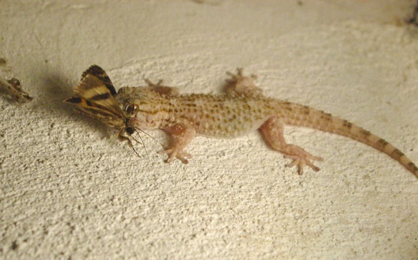 Common Wall Gecko