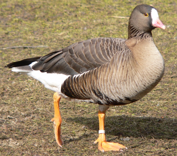 lesser whitefronted goose