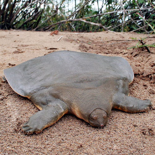 cantors giant softshell turtle