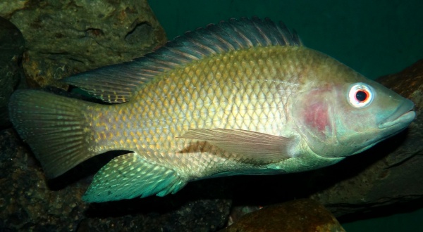 Oreochromis niloticus