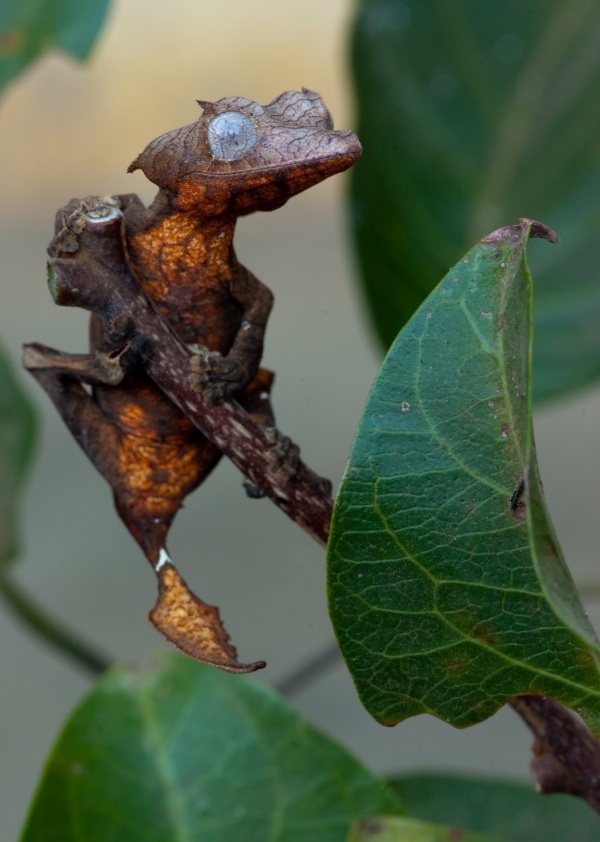 Nosy Be Flat-tail Gecko