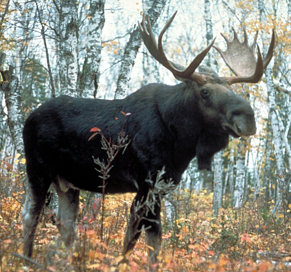 Moose, Elk