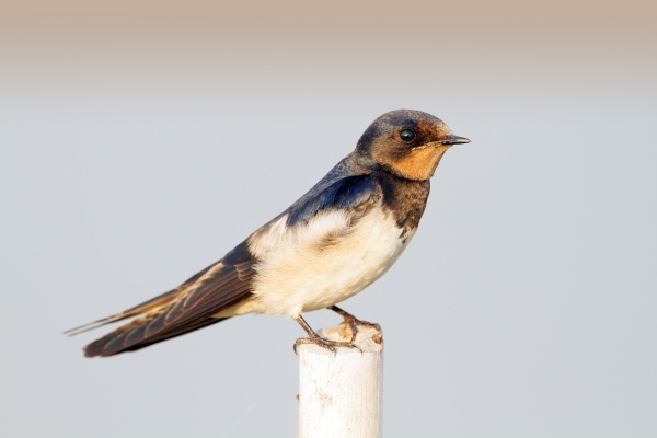 pacific swallow