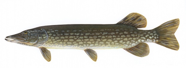 Esox