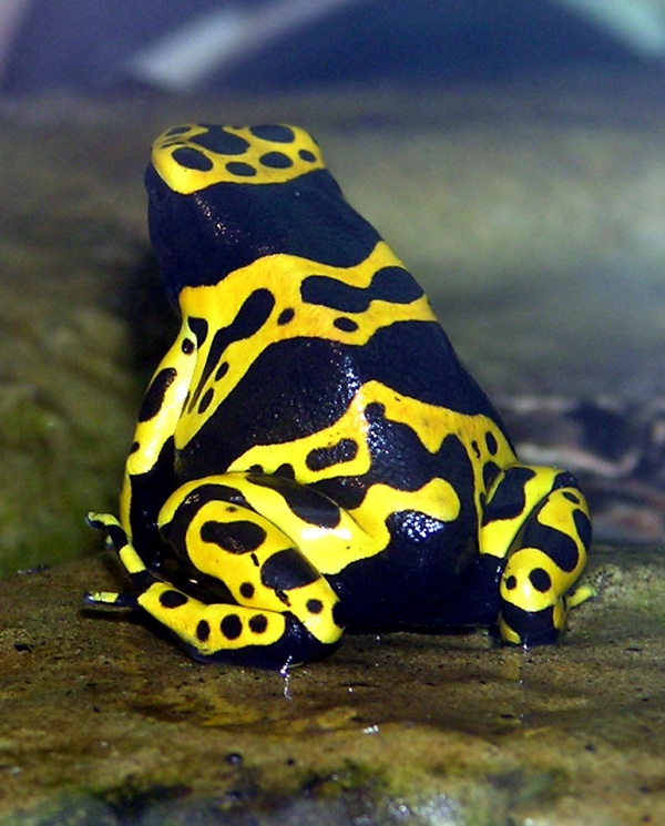 yellowbanded poison frog