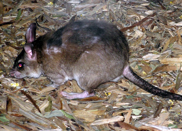 Malagasy giant rat