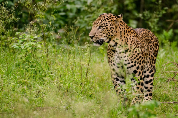 indischer leopard