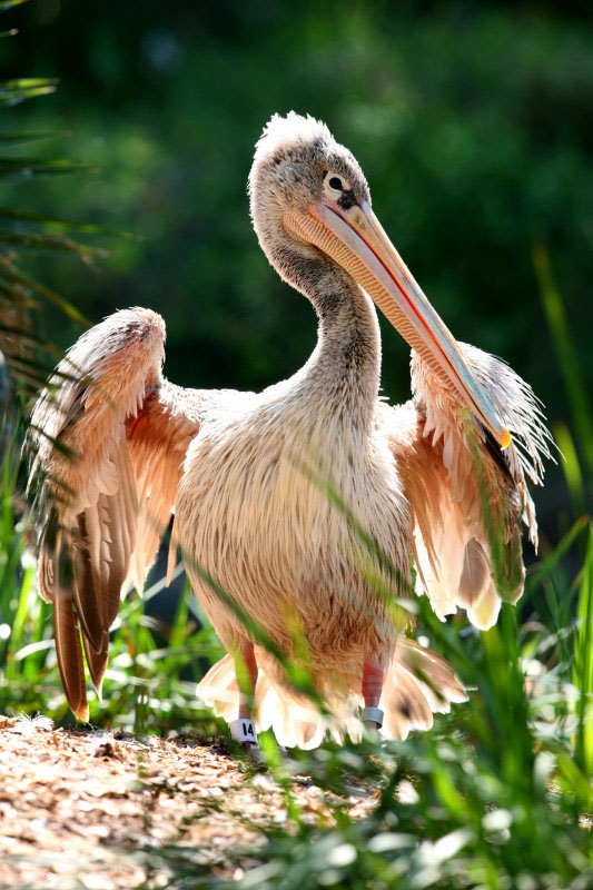 pinkbacked pelican