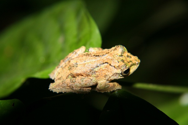 gunung mulu bubble nest frog