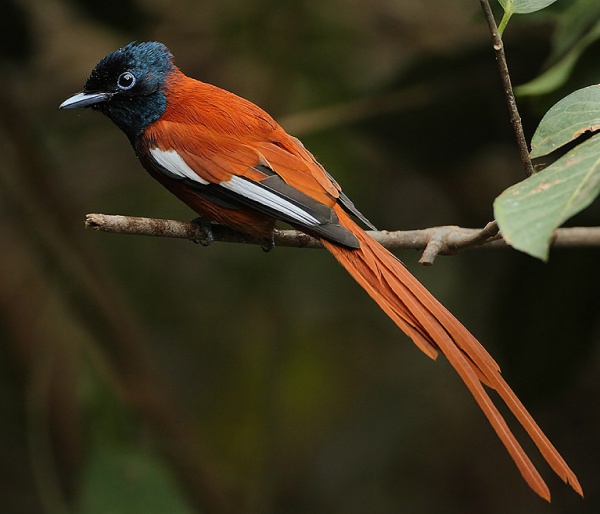 red bellied paradise flycatcher