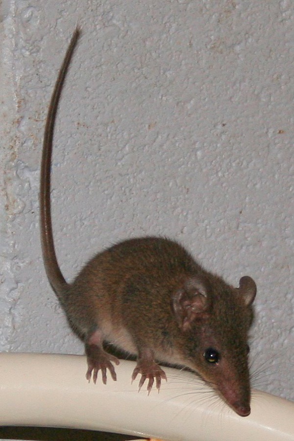 Brown Marsupial Mouse