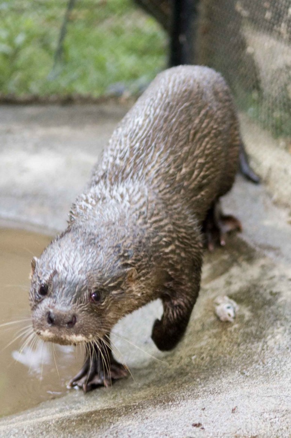 hairynosed otter