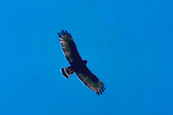Zone-tailed hawk