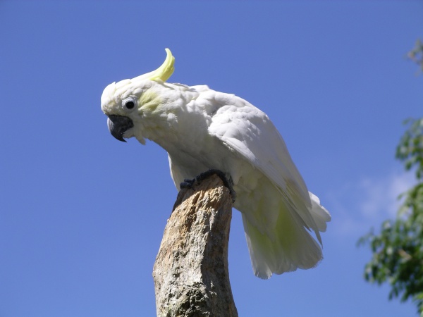 yellowcrested cockatoo