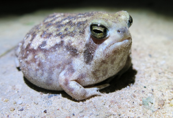 Transvaal Short-headed Frog