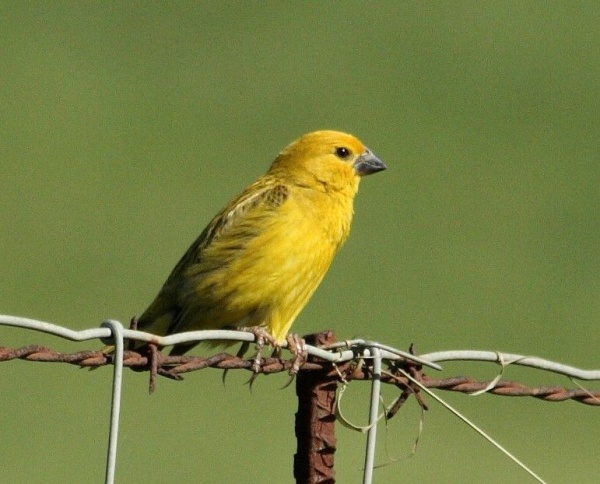 Cuckoo-finch