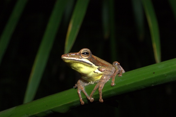 Günther's whipping frog