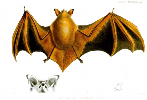 Hodgson's bat