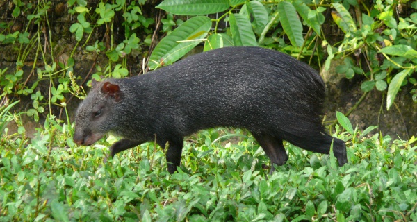 Black agouti