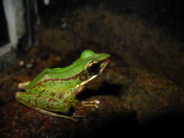 Margareta's Frog