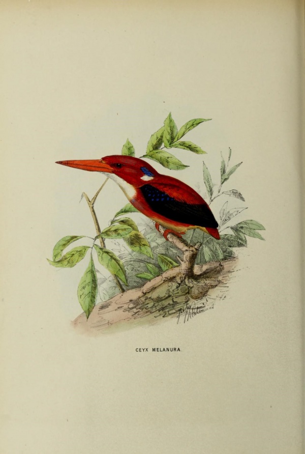 philippine dwarf kingfisher