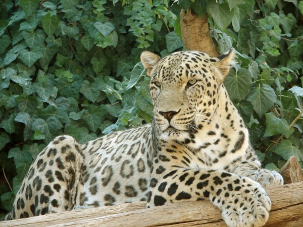 Anatolischer Leopard