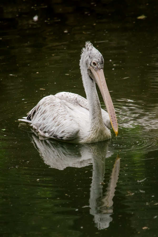 pelican a bec tachete