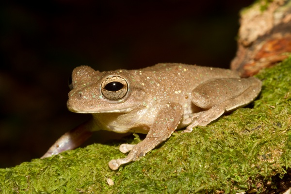 Panama cross-banded tree frog