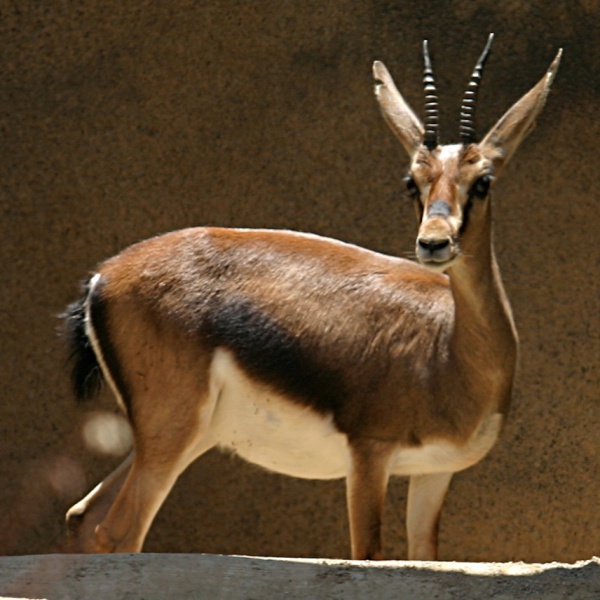 cuviers atlas mountain gazelle