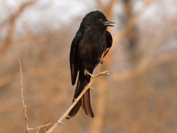 forktailed drongo
