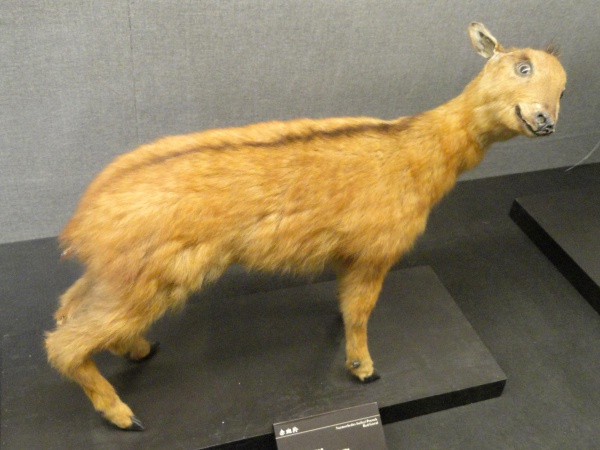 roter goral