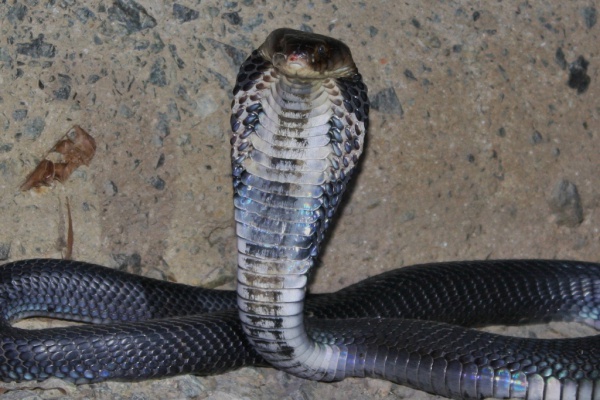 Chinesische Kobra