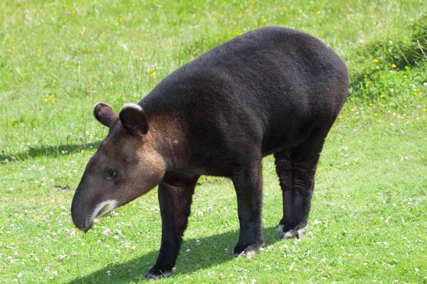 Tapir górski