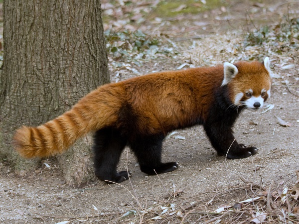 red lesser panda