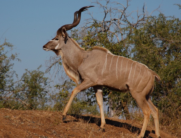 kudu wielkie