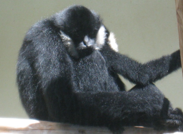 black crested gibbon