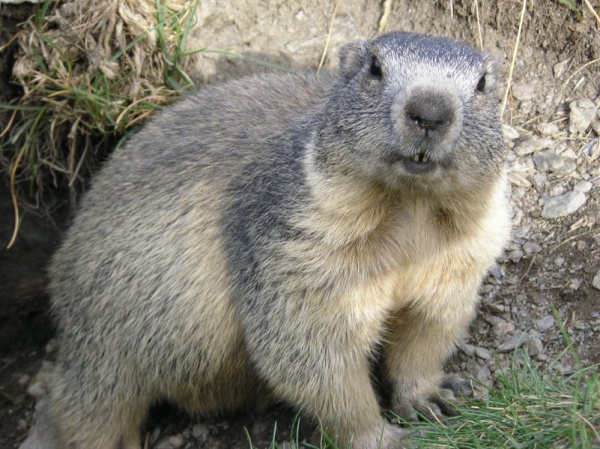 marmota marmota