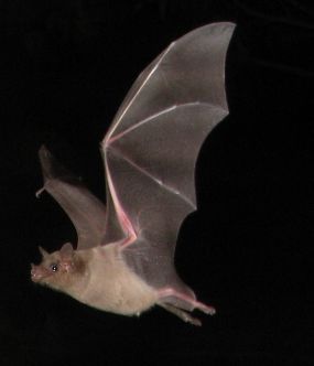 Southern long-nosed bat