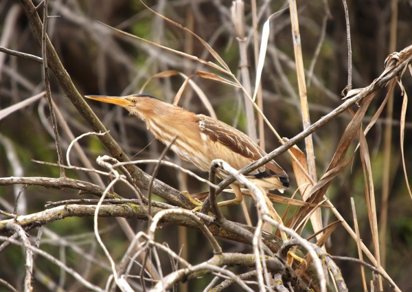 Little bittern