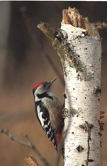 Middle spotted woodpecker