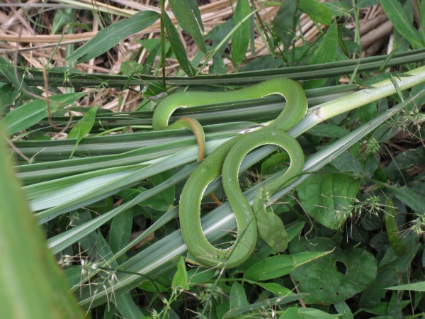 Chinese Green Tree Viper
