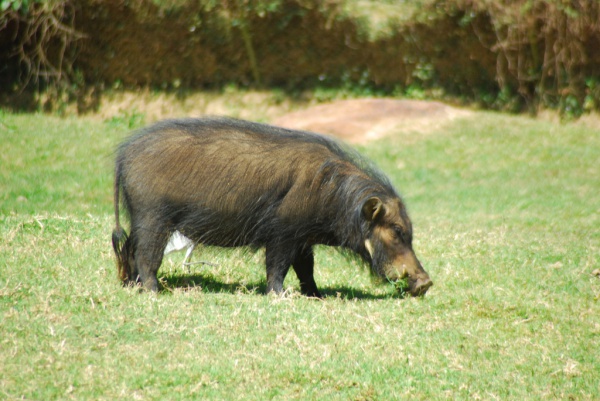Riesenwaldschwein