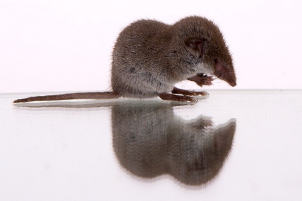 lesser whitetoothed shrew