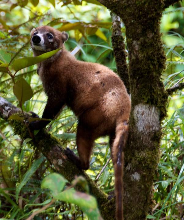 Coati à nez blanc